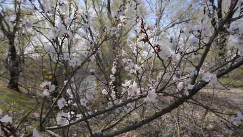 Spring Fruit Flower Stock Footage 74501485