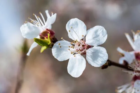 Spring fruit flower Stockfoto's
