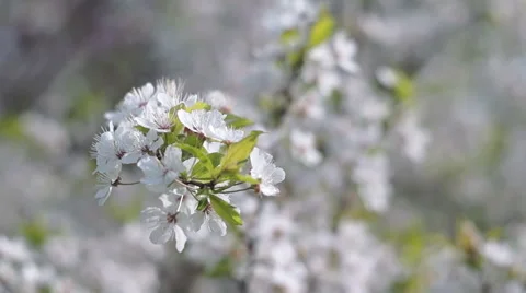 Spring in the Fruit Orchard Stock Footage 49745129
