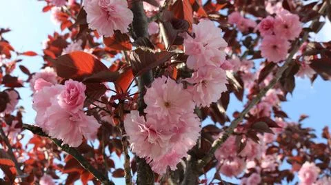 Spring fruit ornamental tree in bloom Stock Photos
