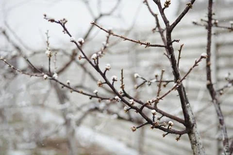 Spring fruit tree buds under layer of snow in garden orchard Stock Photos