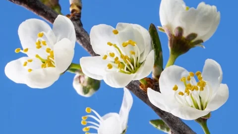 Spring Fruit Tree Flowers Opening in Time Lapse, White Blossoms Towards Blue Sky Stock Footage 310668047