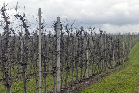 Spring fruit trees apple trees in a high-tech garden, rows of trees stretchin Stock Photos