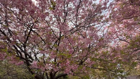 Spring Full Bloom Sakura Cherry Blossom Flowers Trees Stock-Footage 344957284