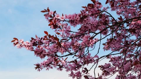 Spring is in full swing Prunus cerasifera Nigra branches with pink flowers Stock Footage 306939731