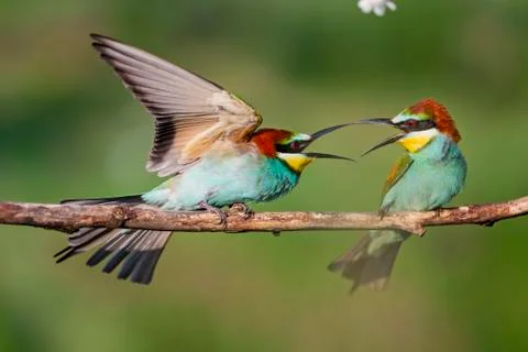 Spring games of colored birds Stock Photos