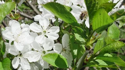 Spring garden and back view of a honey bee collecting nectar Vídeos de archivo 278719058