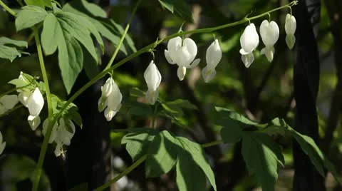 Spring Garden - Bleeding Heart 스톡 동영상 10593845