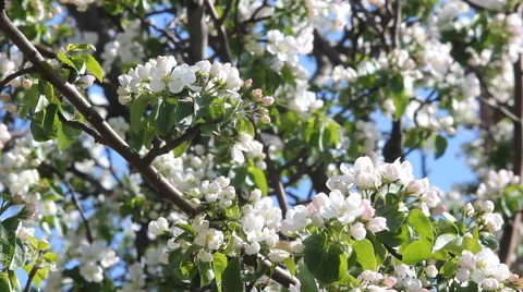 Spring garden, blooming apple tree. Stock Footage 67633960