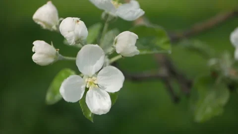 Spring garden, blooming apple tree. Stock Footage 90001057