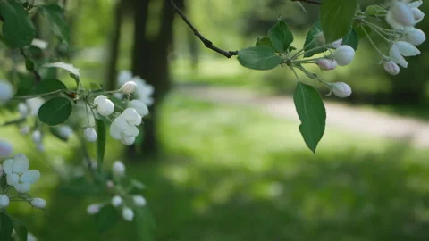 Spring garden, blooming apple tree. Stock-Footage 90002642