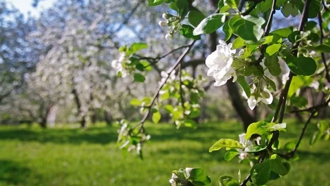 Spring Garden in Blossom Stock Footage 123243697