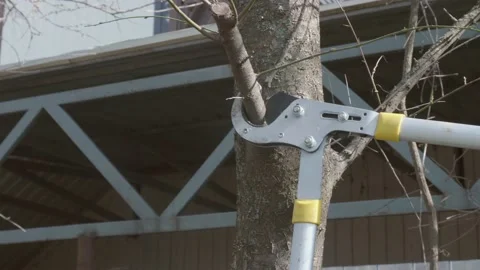 Spring garden care. Close up if cutting branches of leaveless trees with pruner Stock Footage 130951652