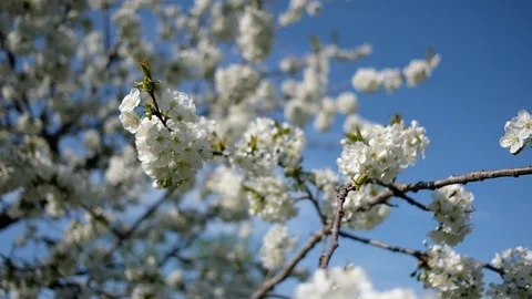 Spring garden with cherry blossoms. Bees fly and pollinate flowers Stock Footage 116329926