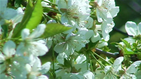 Spring garden. Cherry blossoms on tree Stock Footage