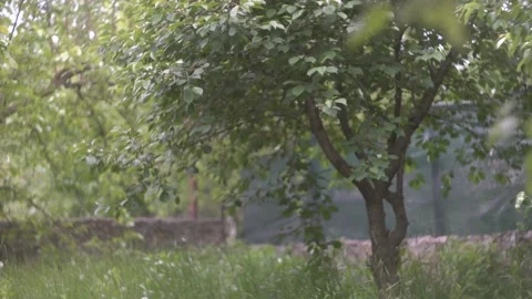 Spring garden, cherry tree, beautiful bokeh Stock Footage 133731902