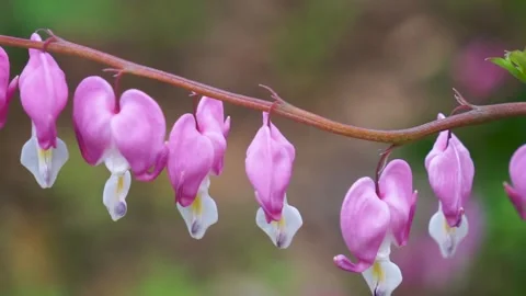 In the spring garden, a close-up of the blooming pink Hebao peony (Bleeding Stock Footage 334634241