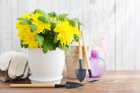 Spring in the garden concept Stock Photos