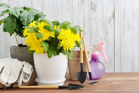 Spring in the garden concept Stock Photos