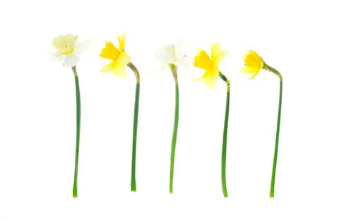 Spring garden daffodils on white background. Photo Stock Photos