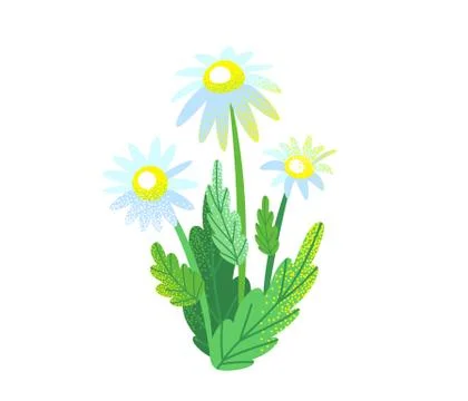 Spring garden flower bouquet vector background with chamomile isolated on white Stock Illustration