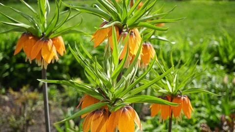 Spring Garden Flower Tsar's Crown. Stock Footage 154126334