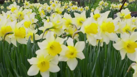Spring garden flowers daffodils move in the wind, selective focus. Stock Footage 237884449