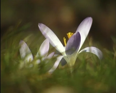 Spring garden flowers Stockbeeldmateriaal 559710