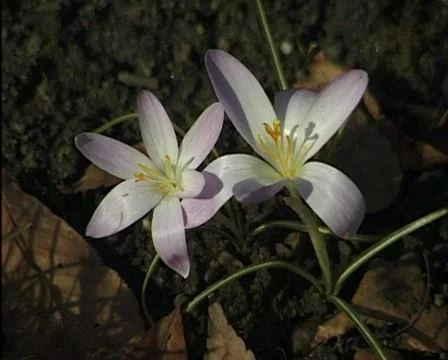 Spring garden flowers 库存影片 559719