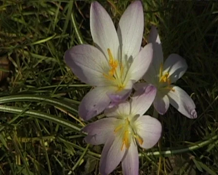 Spring garden flowers 스톡 동영상 559729