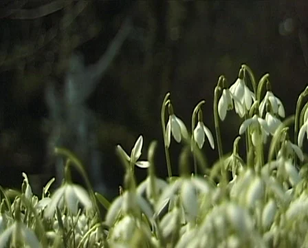 Spring garden flowers 스톡 동영상 559767