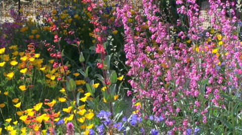 Spring Garden Flowers Stock Footage