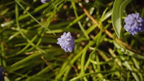 Spring, garden, flowers Video stock 88584676