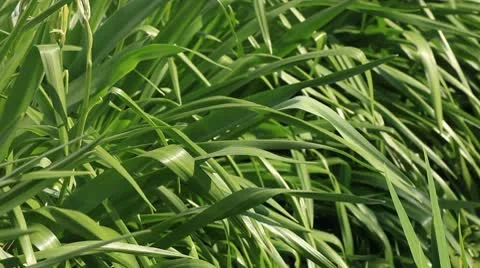 Spring Garden - Foliage Stock Footage 10594036