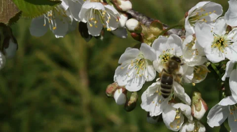 Spring in a garden. Stockbeeldmateriaal 37626784
