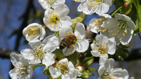 Spring in a garden. Stockbeeldmateriaal 37626811