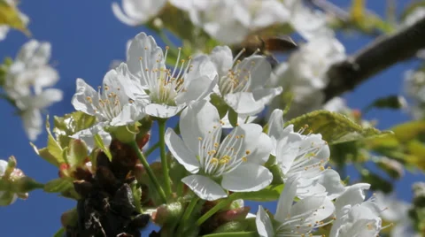 Spring in a garden. Stockbeeldmateriaal 37626819