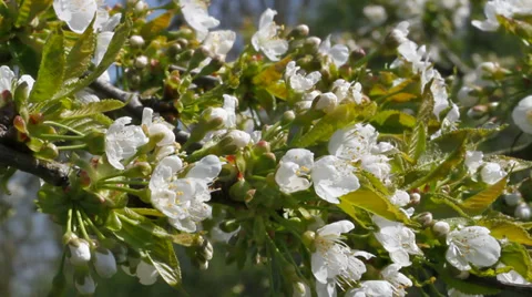 Spring in a garden. Stockbeeldmateriaal 37626832