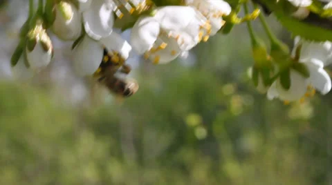 Spring in a garden. Stockbeeldmateriaal 37626843