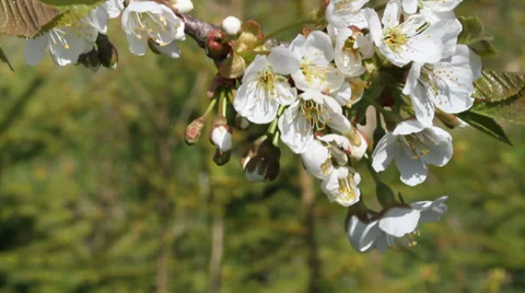 Spring in a garden. Stockbeeldmateriaal 37626866