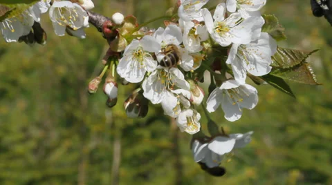 Spring in a garden. Stockbeeldmateriaal 37626881