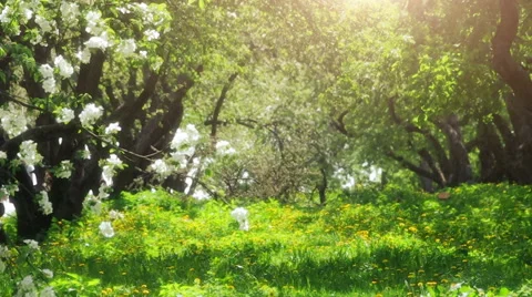 Spring Garden Stock Footage 61125038