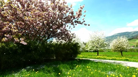 Spring garden. Stock Footage 75078041