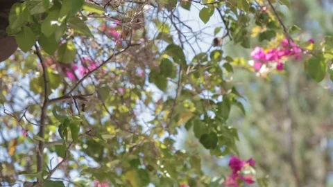 Spring Garden Stock Footage 75363419