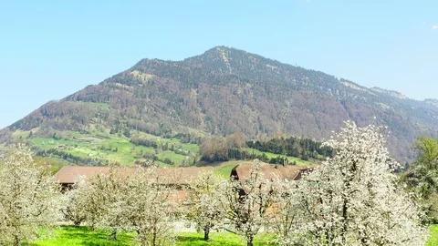 Spring. The garden is in full bloom. Stock Footage 128711937