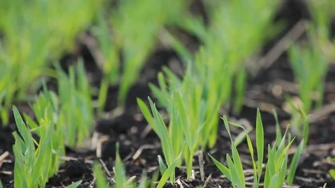 Spring garden green plants - closeup wheat sprouts in field, shallow focus depth Stock Footage 75494680