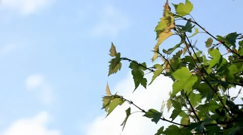 Spring Garden - Hawthorn Tree Stock Footage 10594289