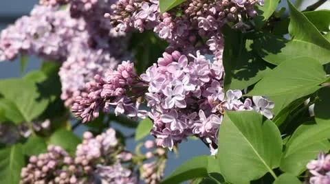Spring Garden - Lilac Stock Footage 10594610