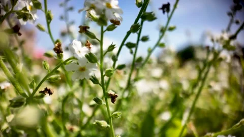 Spring Garden Macro View With White Flowers And Blue Sky. push forward shot Stock Footage 334947119