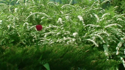 Spring garden. Meadowsweet (Spirea). Stock Footage